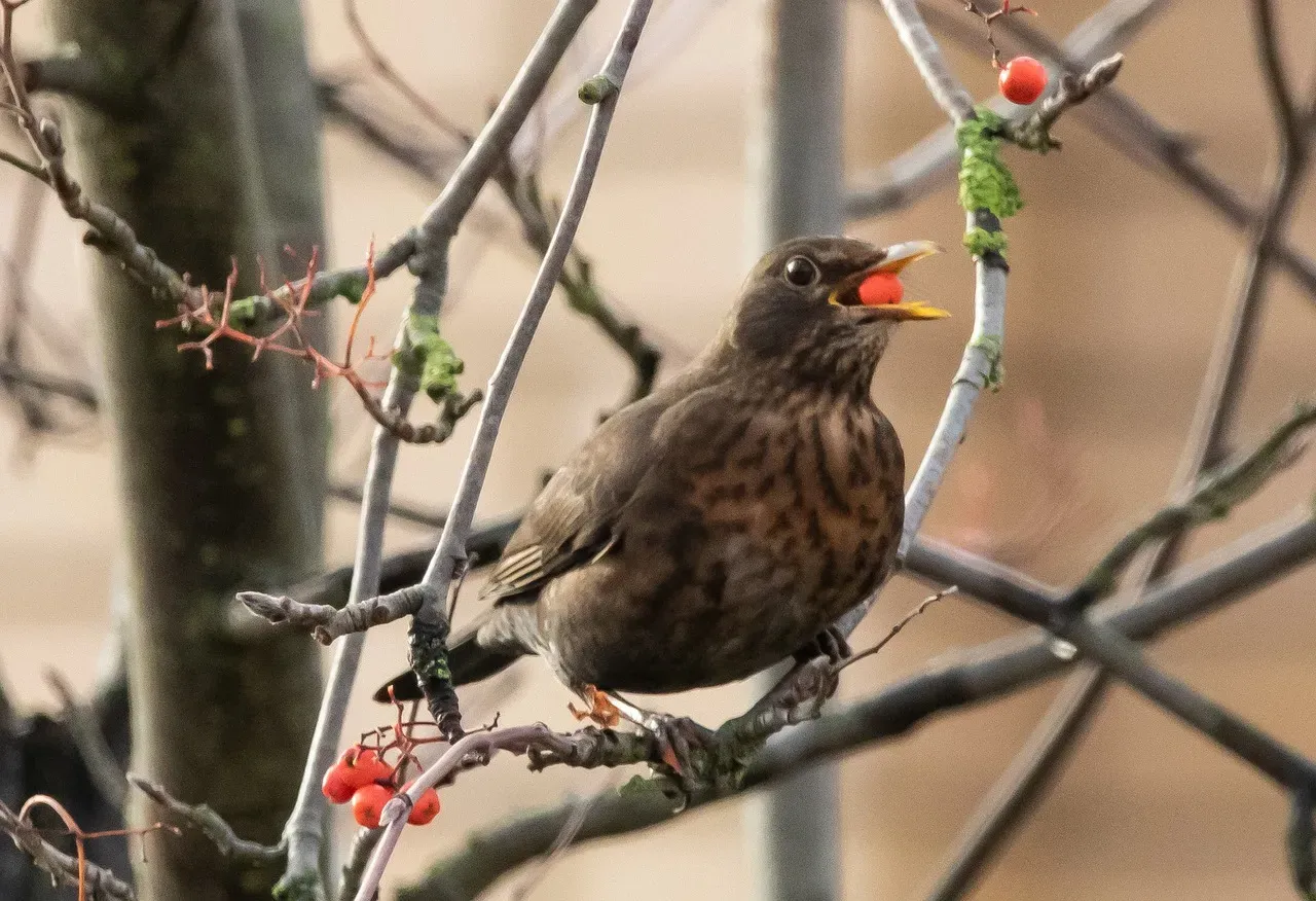 More Than Just Males: The Female Song Revolution (Image Credits: Pixabay)