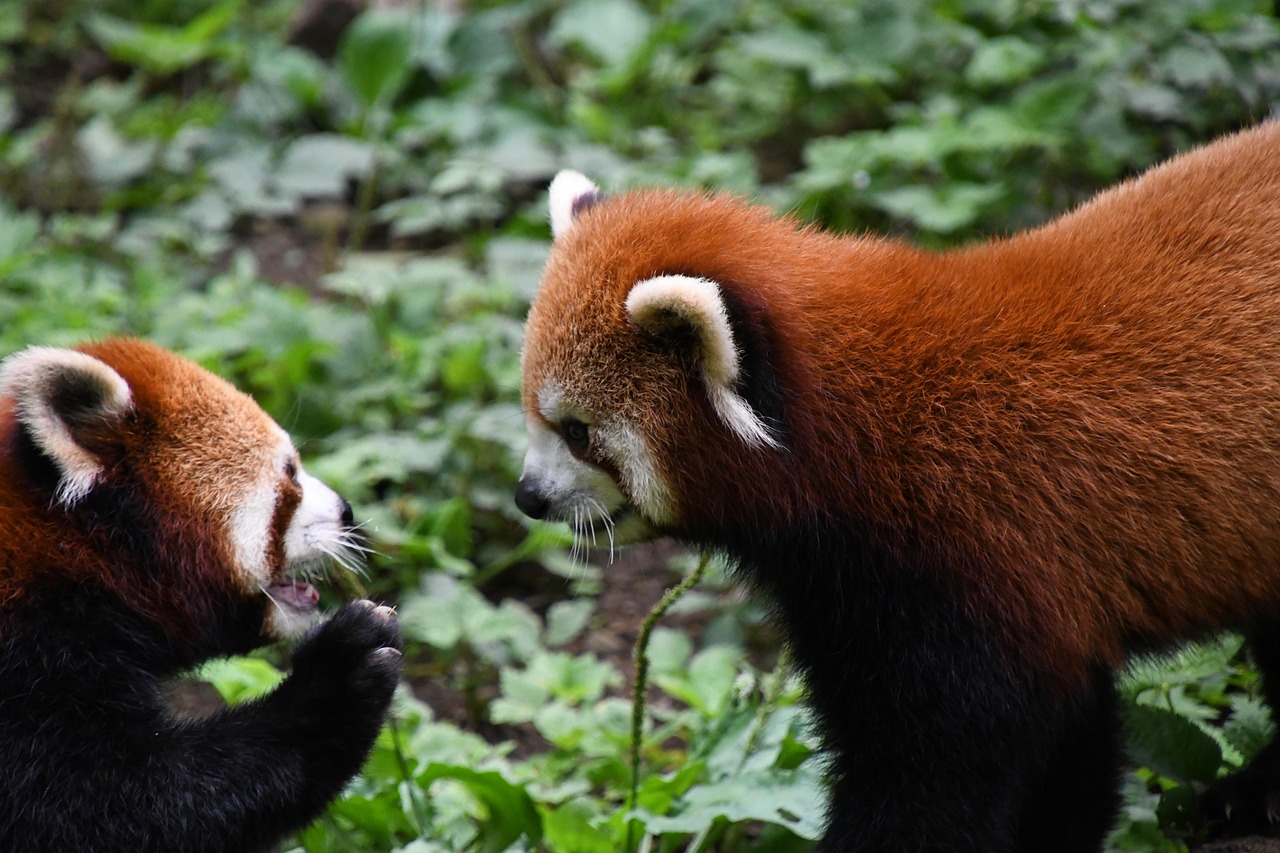 Communication Styles Across Species (Image Credits: Pixabay)