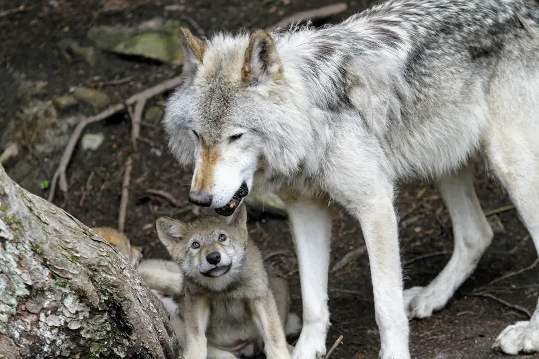 Young Wolves Learn That Teamwork Beats Toughness (Image Credits: Unsplash)