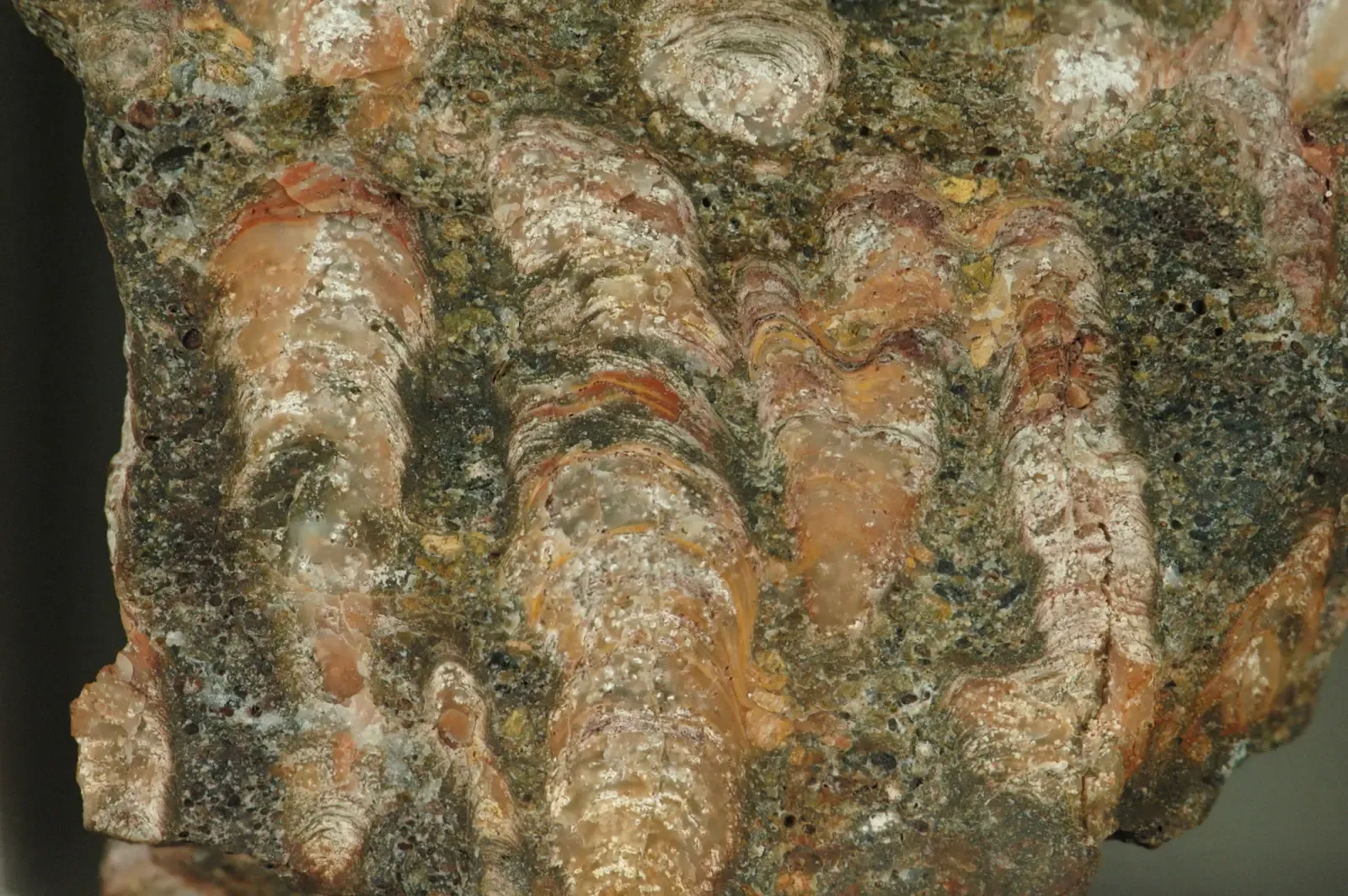 #2 - The Pilbara and Barberton Greenstone Belts: Life Thriving Where It "Shouldn't" Have Survived (Silicified stromatolite boundstone with oolites & sinuous stromatolites (Biwabik Iron-Formation, Paleoproterozoic, ~1.878 Ga; near Mary Ellen Mine, near Biwabik, Minnesota, USA) 2, CC BY 2.0)