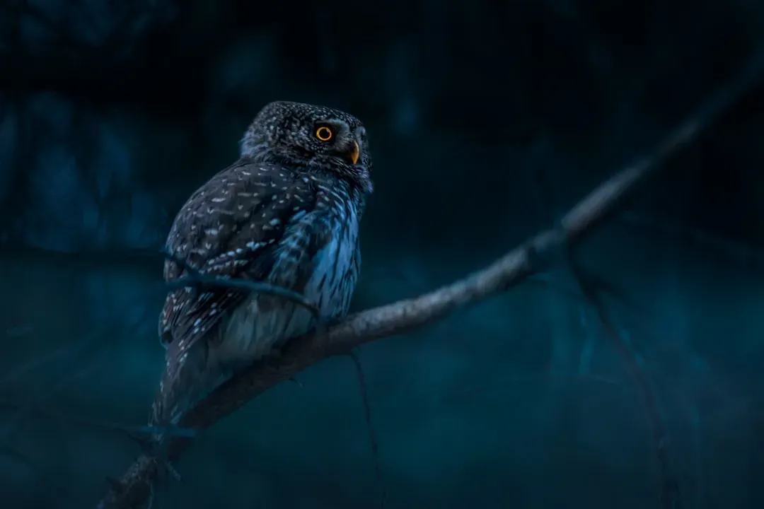 Conclusion – Listening to Your Creature in the Dark (Image Credits: Unsplash)