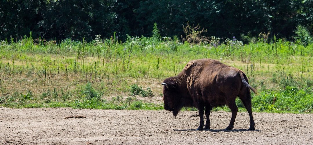 Engineers of the Prairie: How Buffalo Shape Entire Ecosystems (Image Credits: Unsplash)