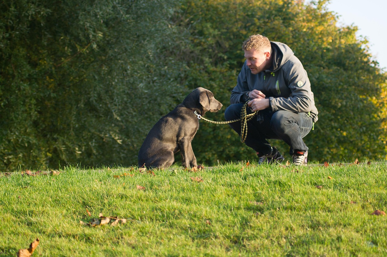 Modern Implications for Dog-Human Relationships (Image Credits: Pixabay)