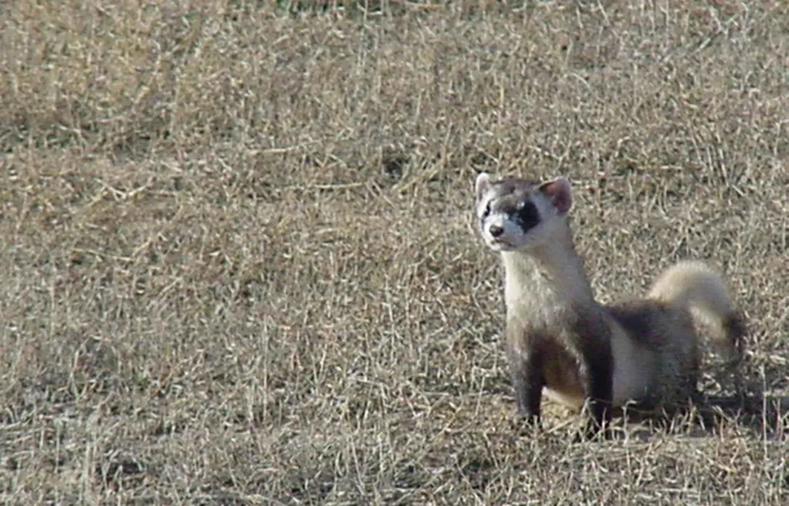 Black-Footed Ferret: The Ghost of the Prairie Returns (By Black, Tami S, U.S. Fish and Wildlife Service, Public domain)