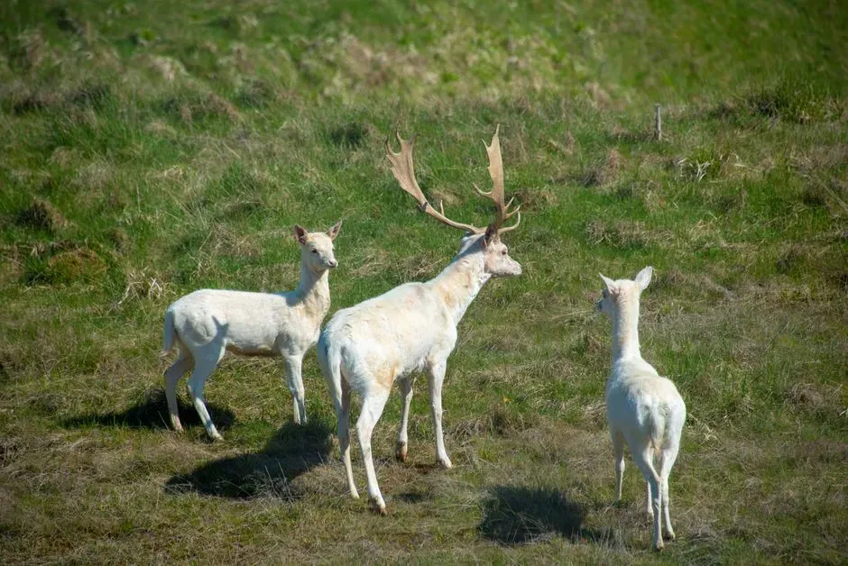Ancient Stories Still Echo In Modern Hunts (Image Credits: Pexels)