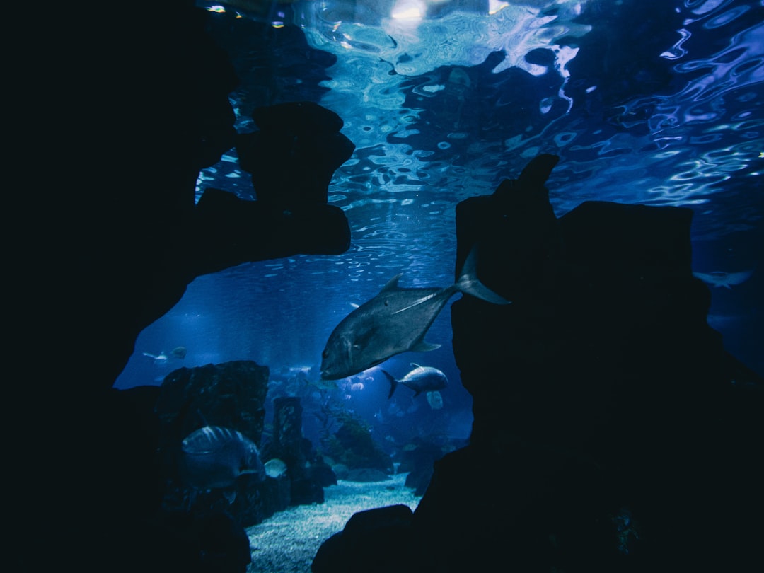 The Illusion of Underwater Waterfalls (Image Credits: Unsplash)