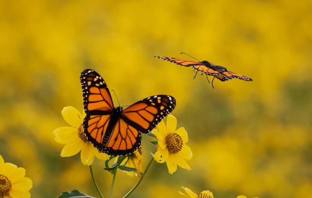 Pacific Grove Monarch Sanctuary, California (Image Credits: Rawpixel)