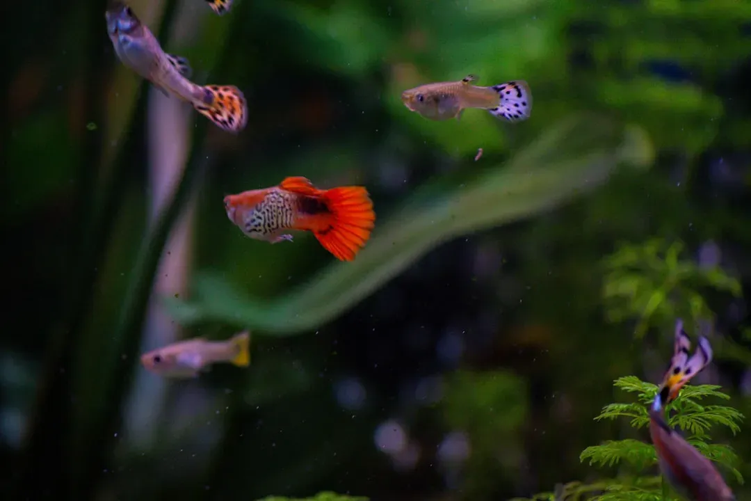 Why Guppy Cognition Changes How We See Other Animals (Image Credits: Unsplash)