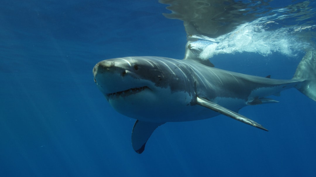 Aries (March 21 - April 19): The Fierce Great White Shark (Image Credits: Unsplash)