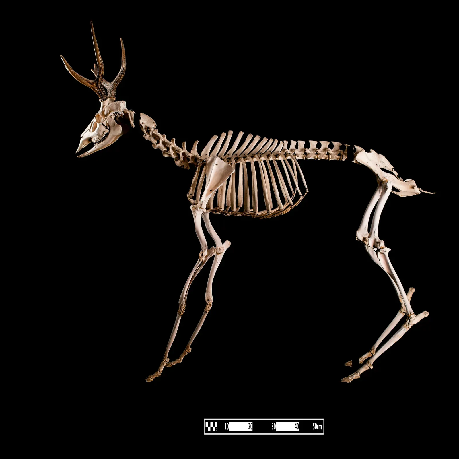 #11 - The "Overbuilt Deer" That Grew Its Own Armor (Museum of Veterinary Anatomy FMVZ USP, CC BY-SA 4.0)