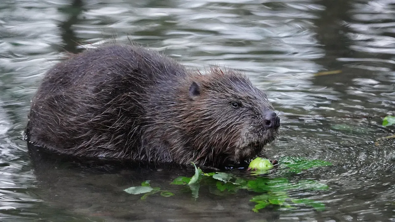 Beavers as Climate Sentinels You Can Actually Observe (Image Credits: Pixabay)