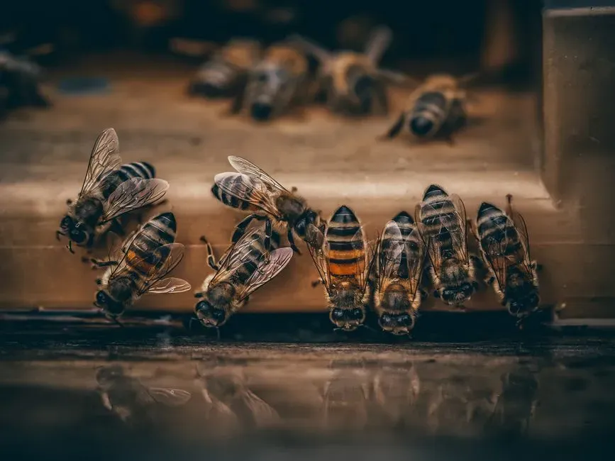 Why This Debate Matters: Ethics, Science, and How We Talk About Tiny Brains (Image Credits: Pexels)