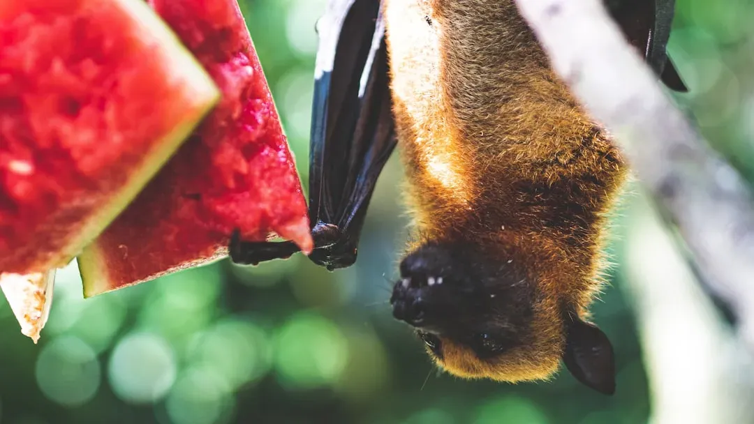 #12 - The Exact Second Fruit Turns Perfectly Ripe, According to a Bat's Nose (Image Credits: Unsplash)