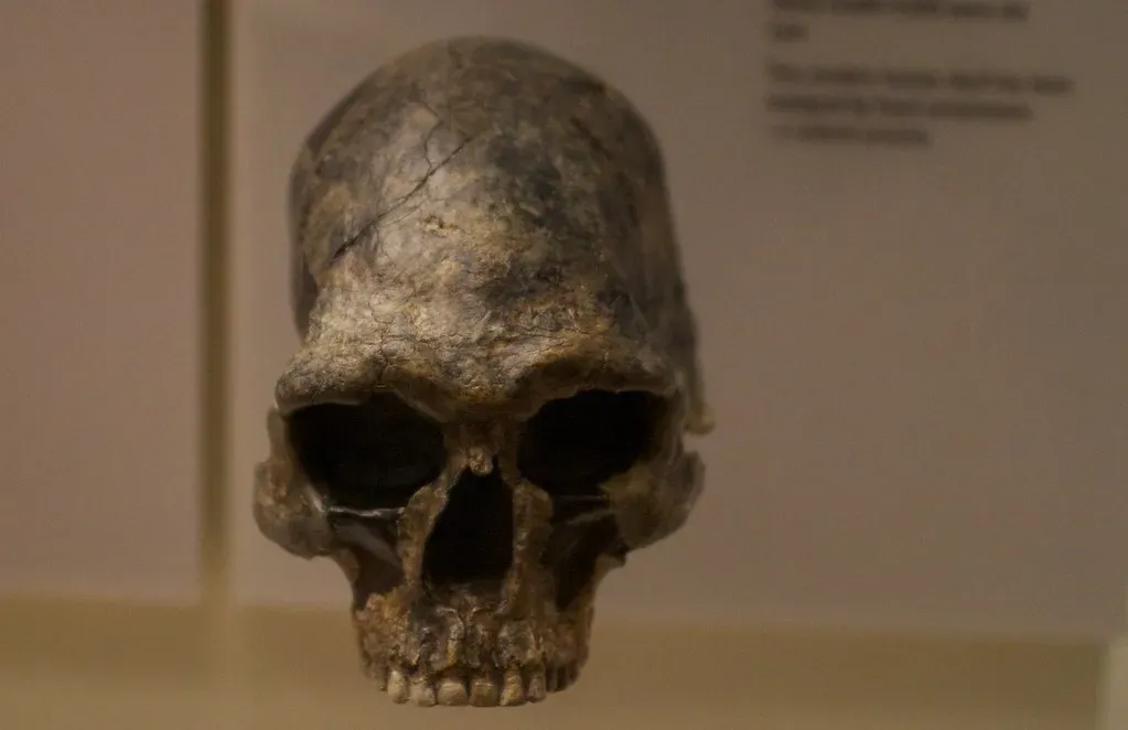 #6 - Kow Swamp: The "Robust" Australians Who Didn't Fit the Mold (hj_west, Flickr, CC BY-SA 2.0)