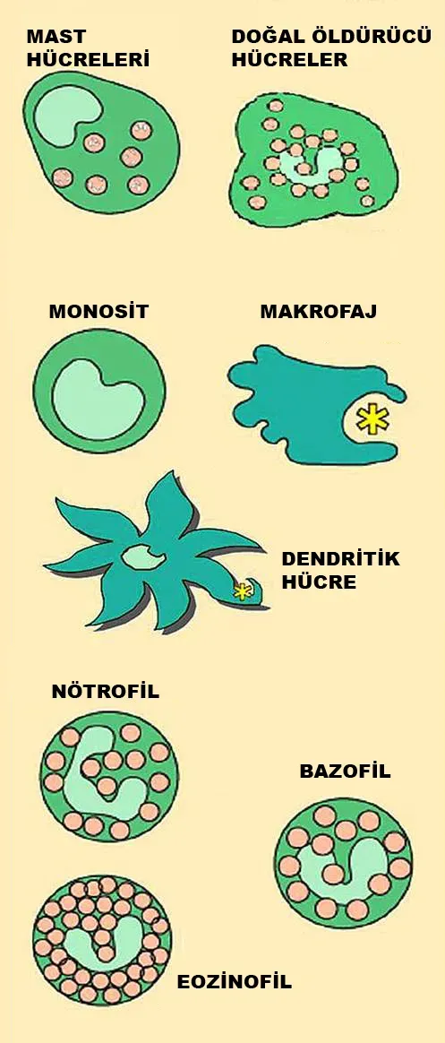 Unexpected Immunity: HIV-Resistant and Virus-Defying Bodies (Image Credits: Wikimedia)