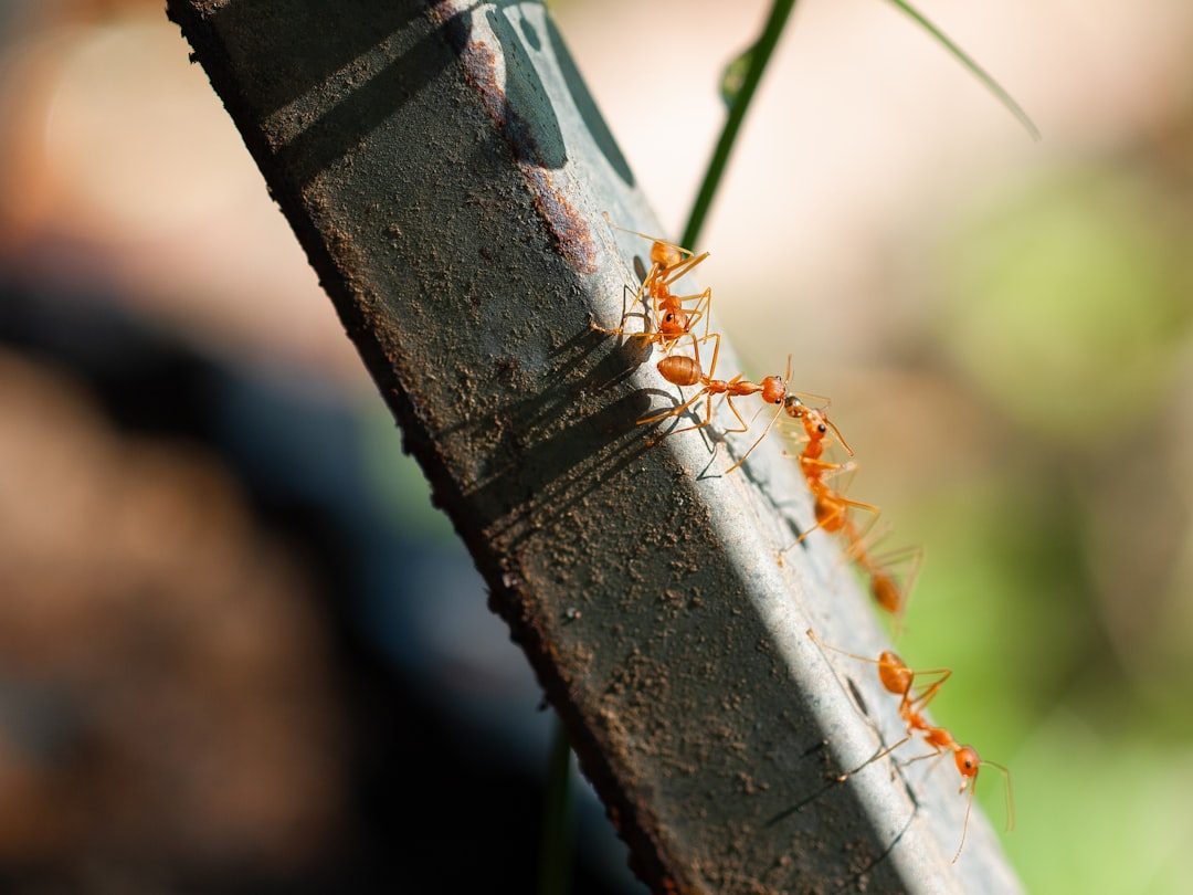 Living Bridges and Reinforced Homes: Ants, Birds, and Cooperative Design (Image Credits: Unsplash)