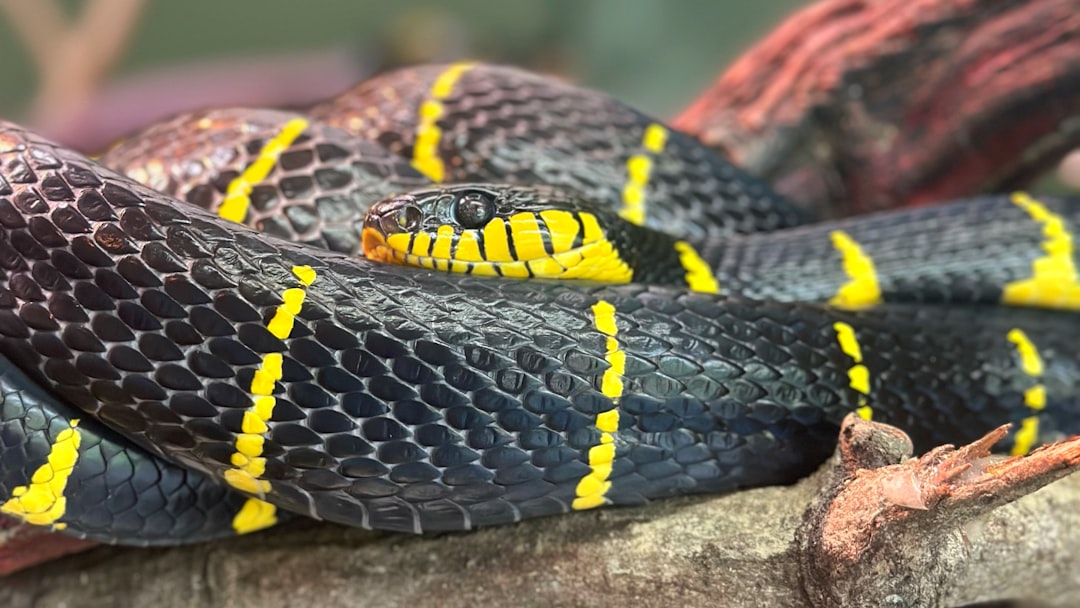 Scorpio and the Snake: Transformation Mastery (Image Credits: Unsplash)