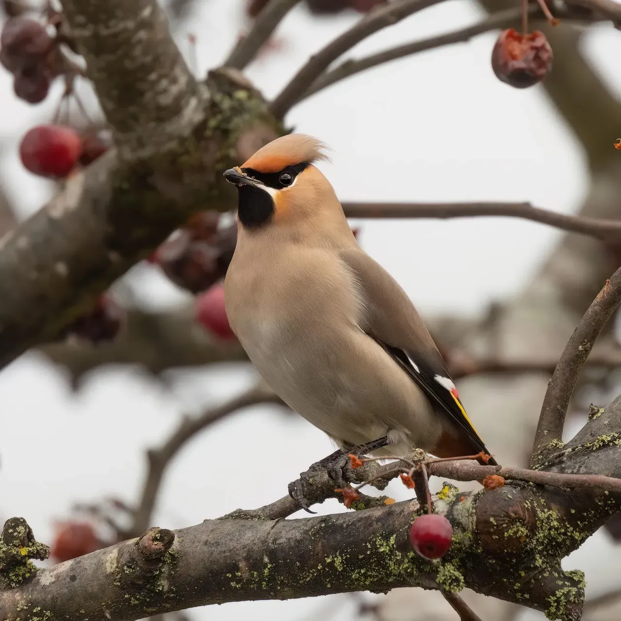 Libra – You Are the Bohemian Waxwing (Image Credits: Pixabay)