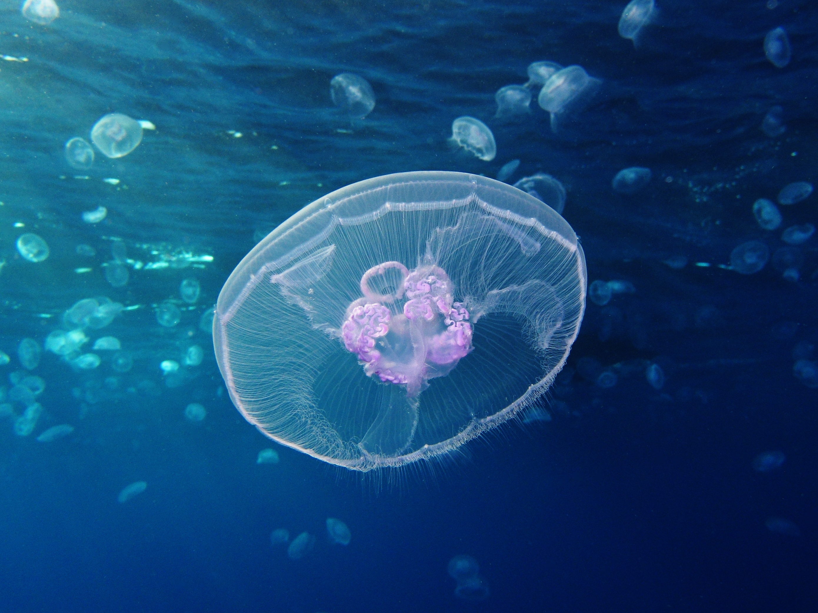 Cancer: The Nurturing Moon Jellyfish (Image Credits: Wikimedia)
