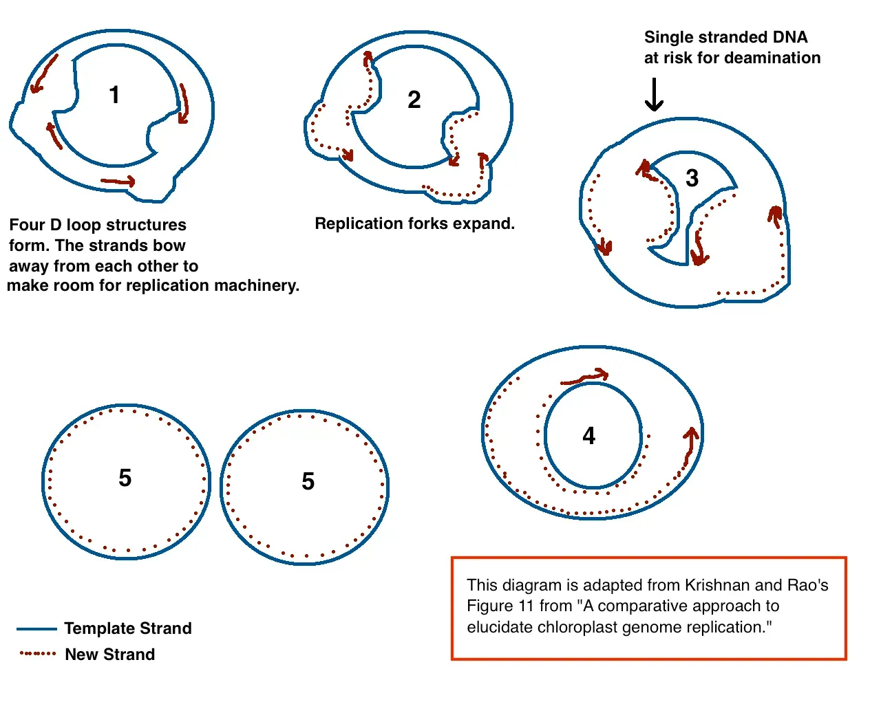 5. Genomic Insights: From “Junk DNA” to Regulatory Goldmine (Image Credits: Wikimedia)