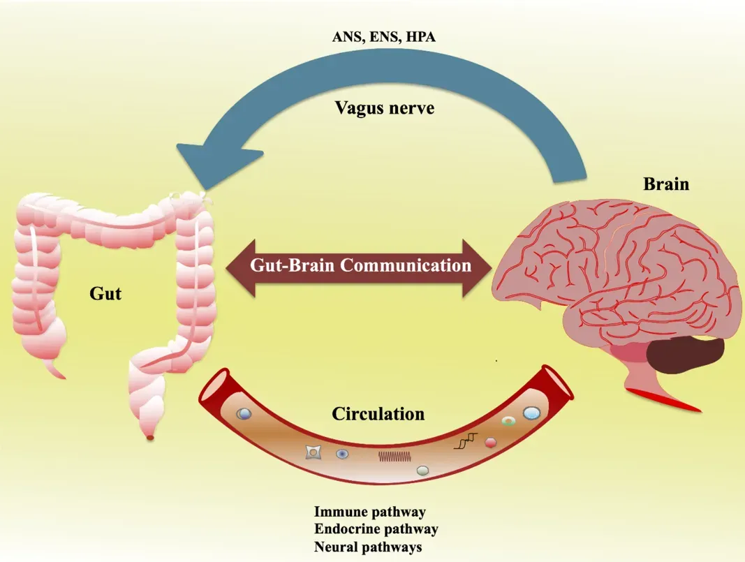 The Gut-Brain Highway You Never Knew Existed (Image Credits: Wikimedia)