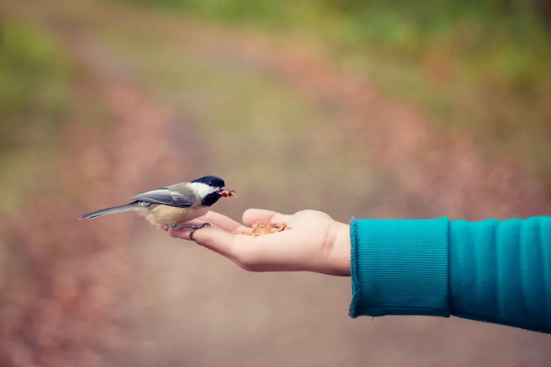 How to Make Any Sign Feel Safer to Birds (Image Credits: Unsplash)
