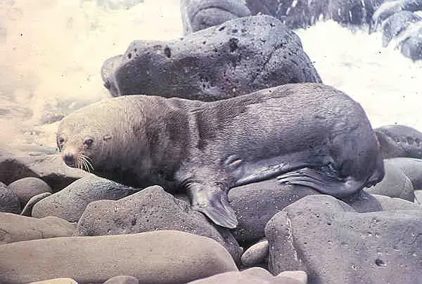 #6 - Guadalupe Fur Seal: Slaughtered, Then Quietly Rebound (Public domain)