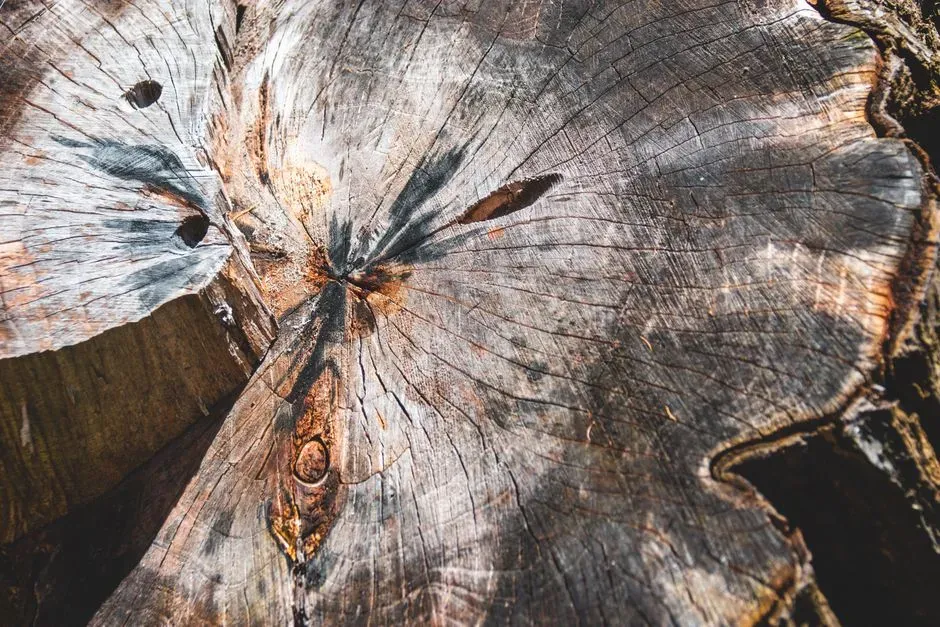 #12 - The Little Ice Age, Traced Through Frozen Sunlight (Image Credits: Pexels)