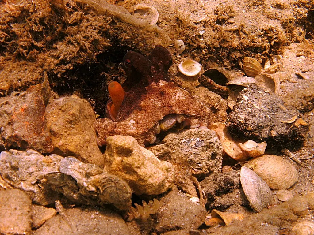 Shells As Shields: Building A Personal Fortress (amanderson2, Flickr, CC BY 2.0)
