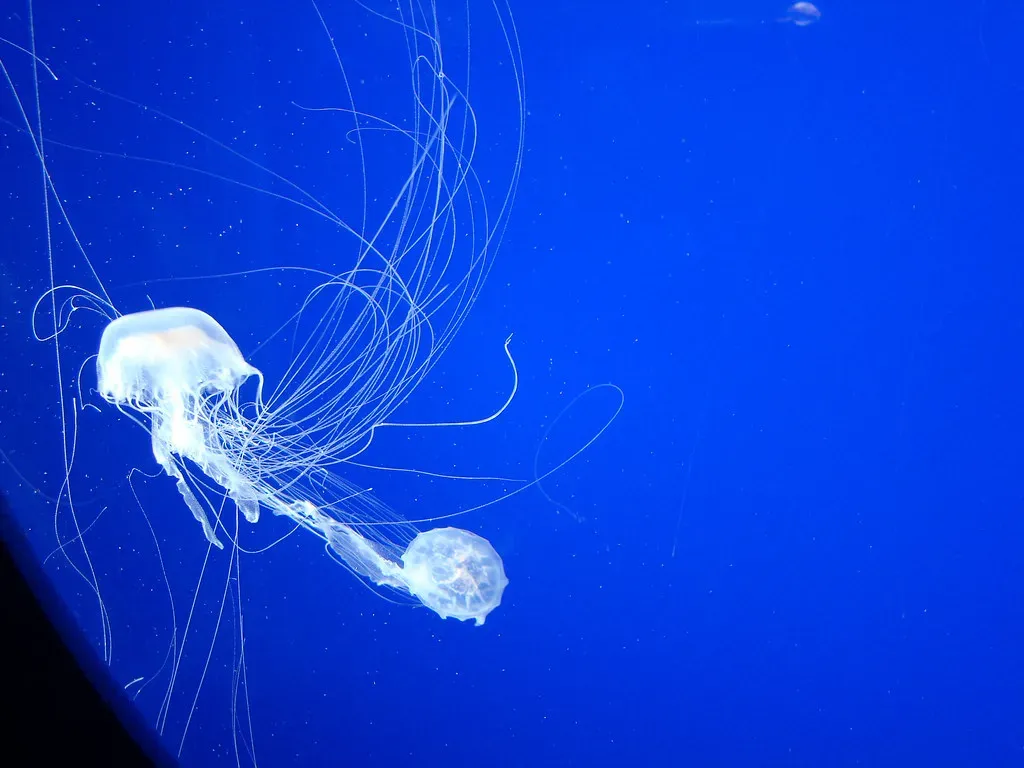 6. Video‑Only Medusae and Midwater Oddities From Robot Archives (istolethetv, Flickr, CC BY 2.0)