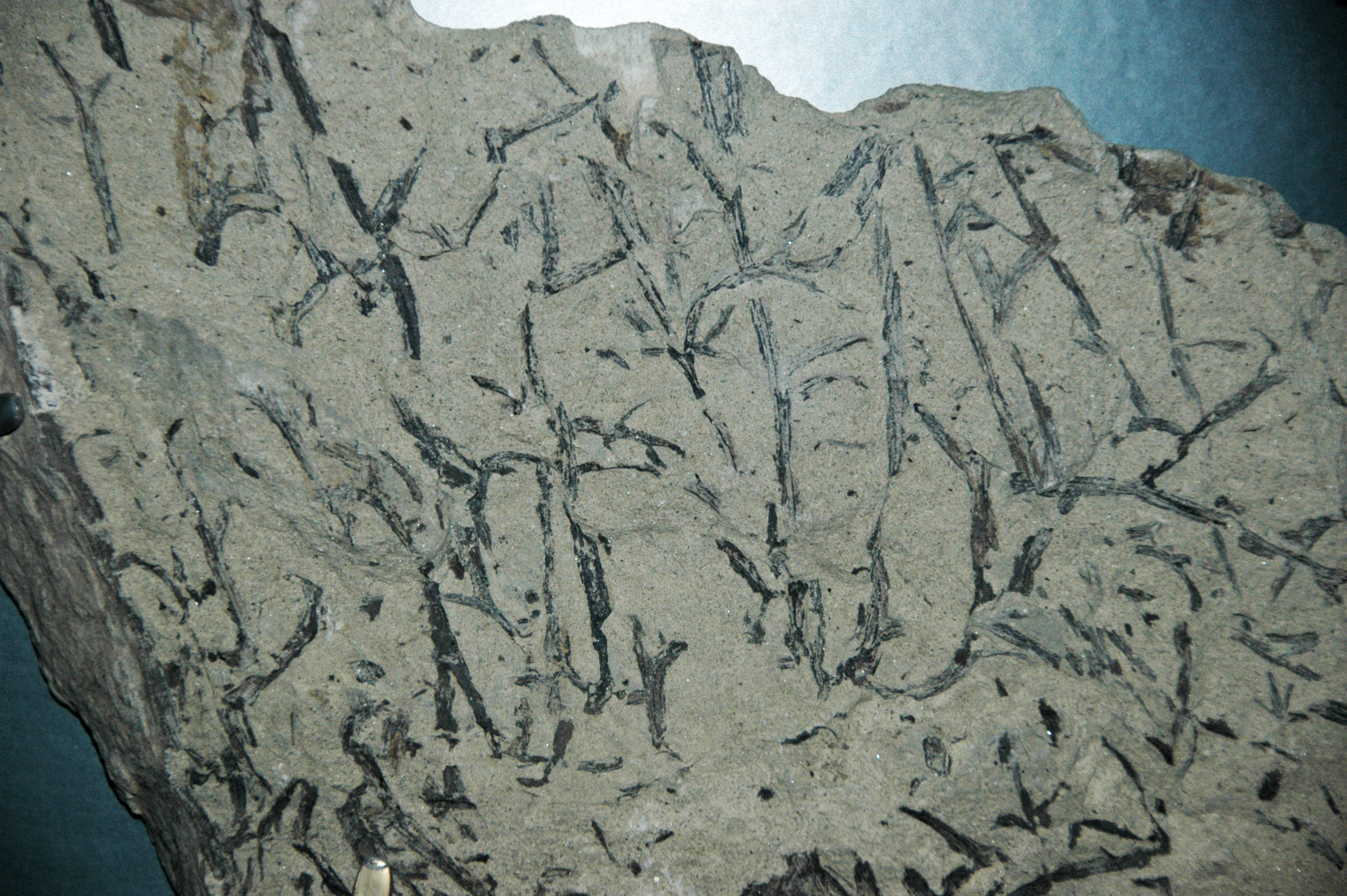 The Trees That Rewrote Evolution (Image Credits: Wikimedia)