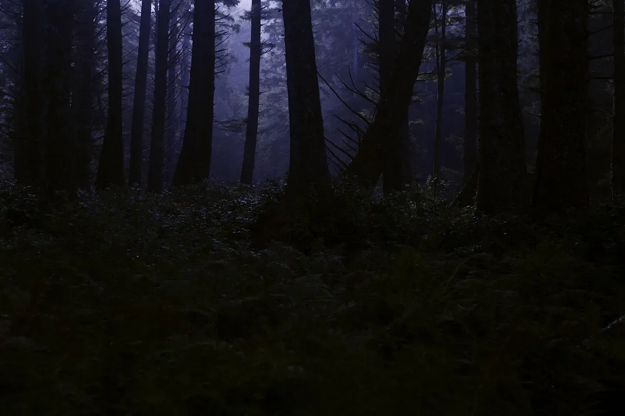 Conclusion: When the Dark Forest Shows You Who You Really Are (Image Credits: Pixabay)