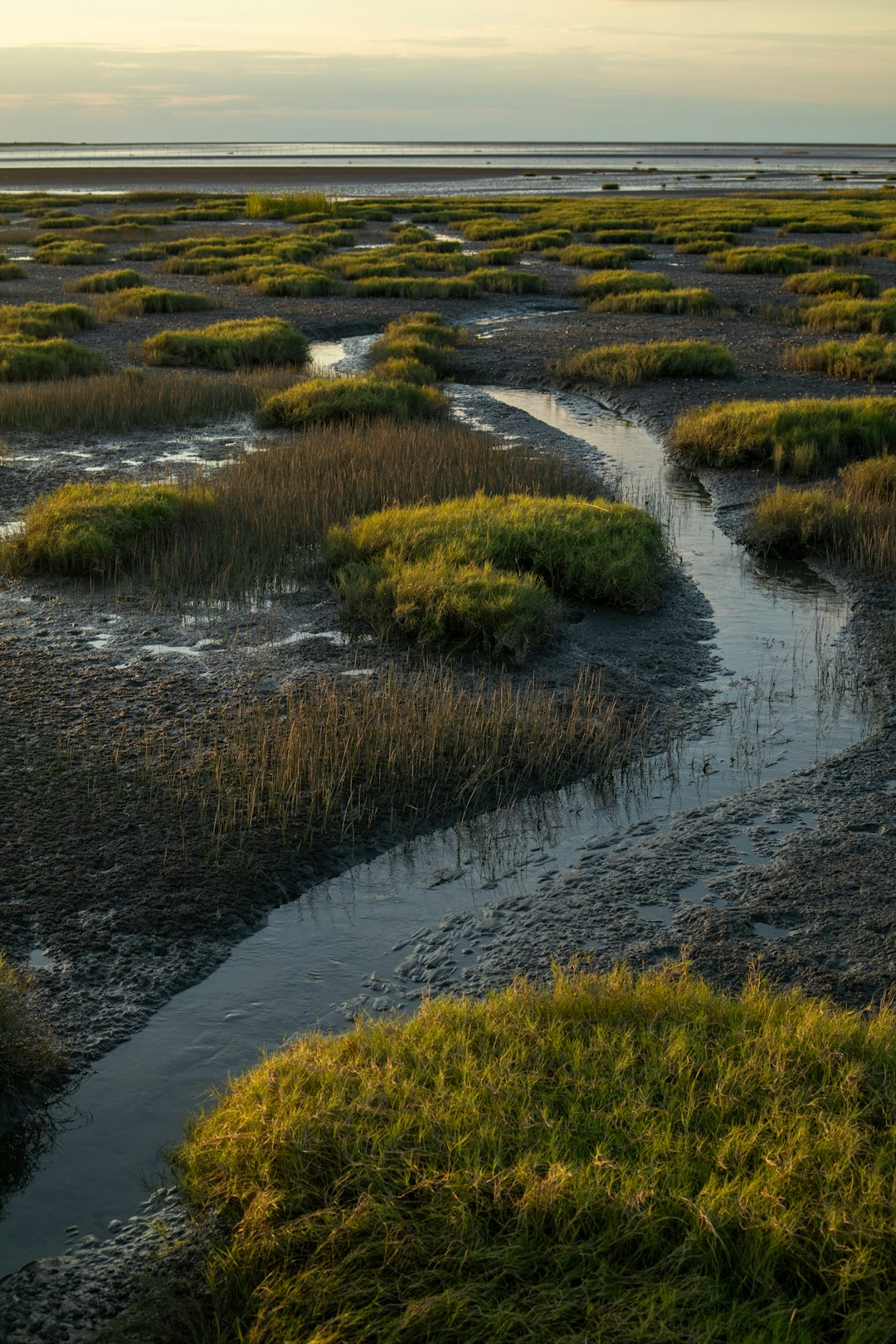 Suisun and San Francisco Bay Tidal Marshes (California) (Image Credits: Unsplash)
