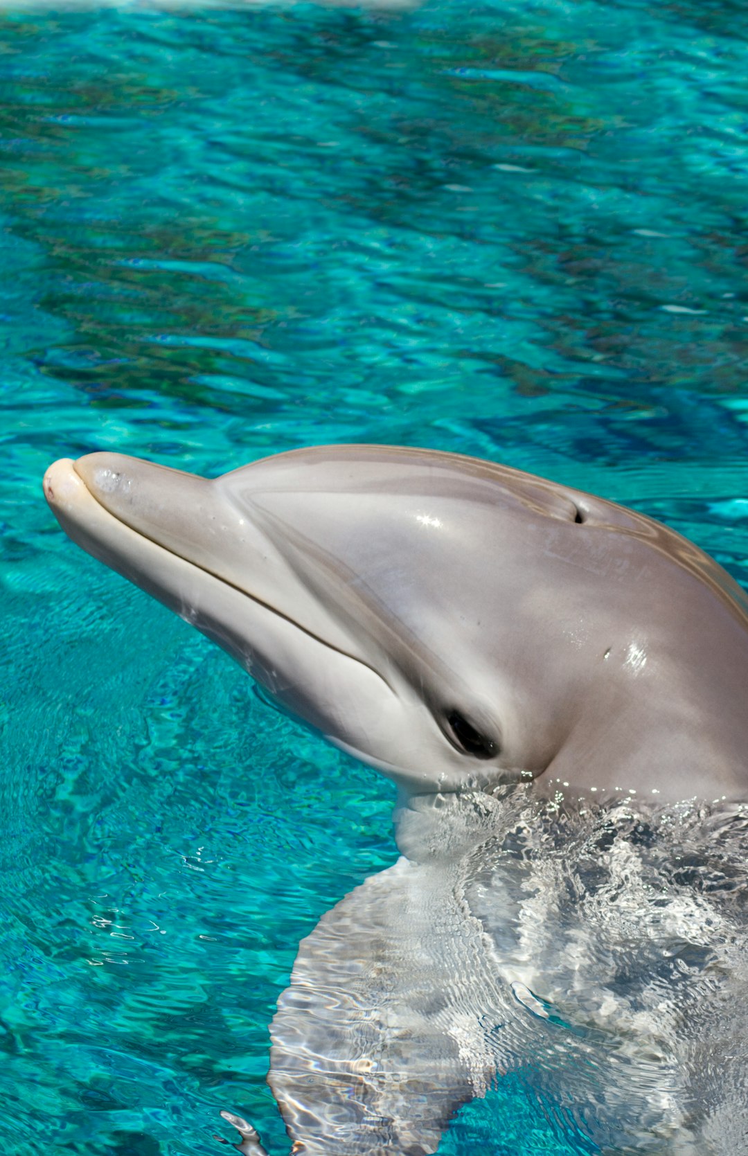 Conclusion: Redefining Intelligence in the Ocean (Image Credits: Unsplash)