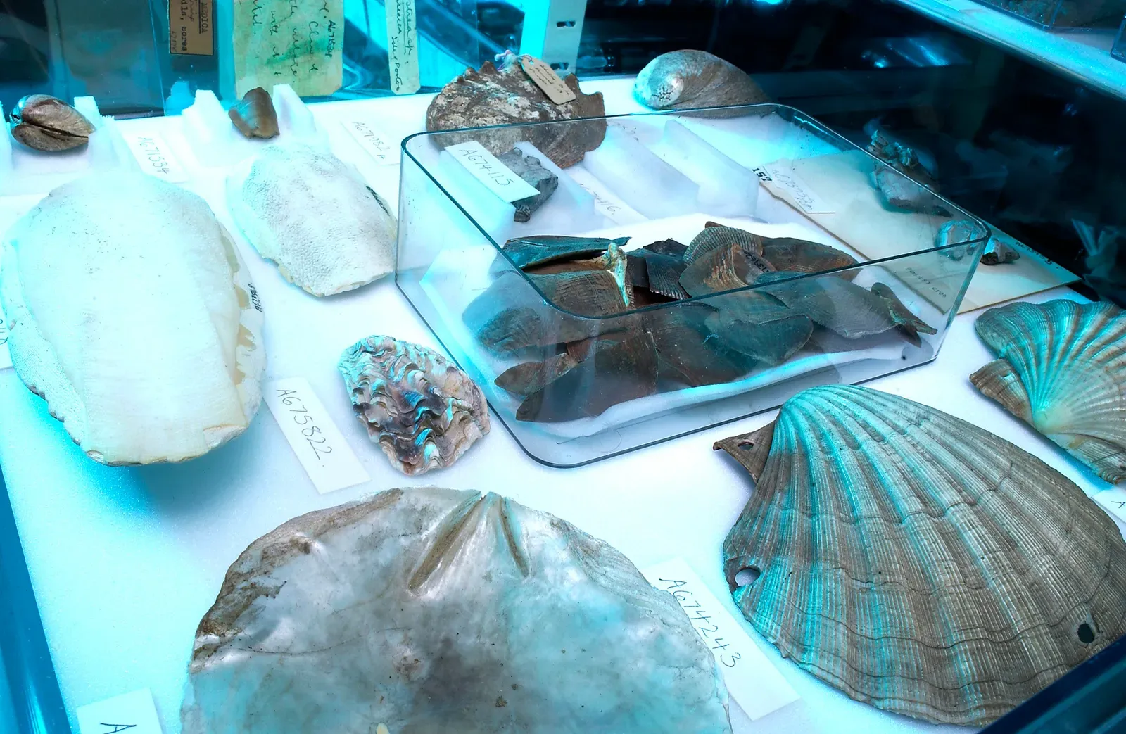 #6 - The Drawer of “Fake” Fossils That Turned Out Half-Real (By -, CC BY 4.0)