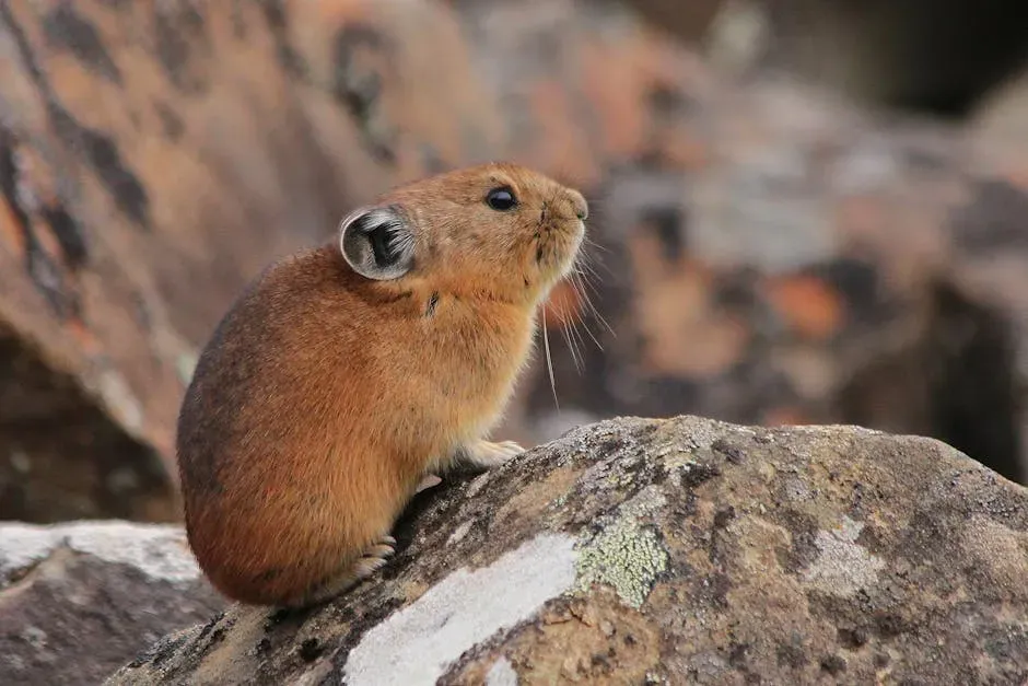 6. American Pikas: Heat-Sensitive Specialists of High Mountain Rocks (Image Credits: Pexels)