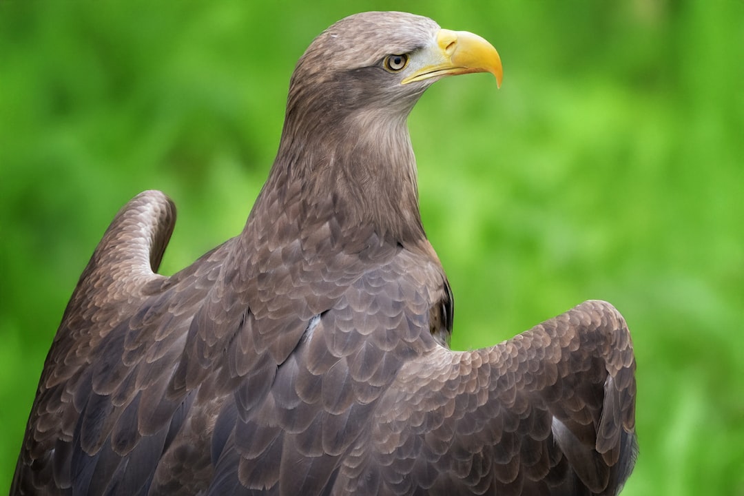 Capricorn: The Commanding Eagle of Earth (Image Credits: Unsplash)