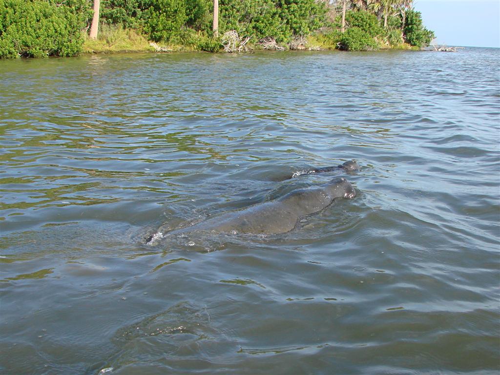 Mosquito Lagoon, Canaveral National Seashore, Florida - The Hidden Clues (Image Credits: Wikimedia)