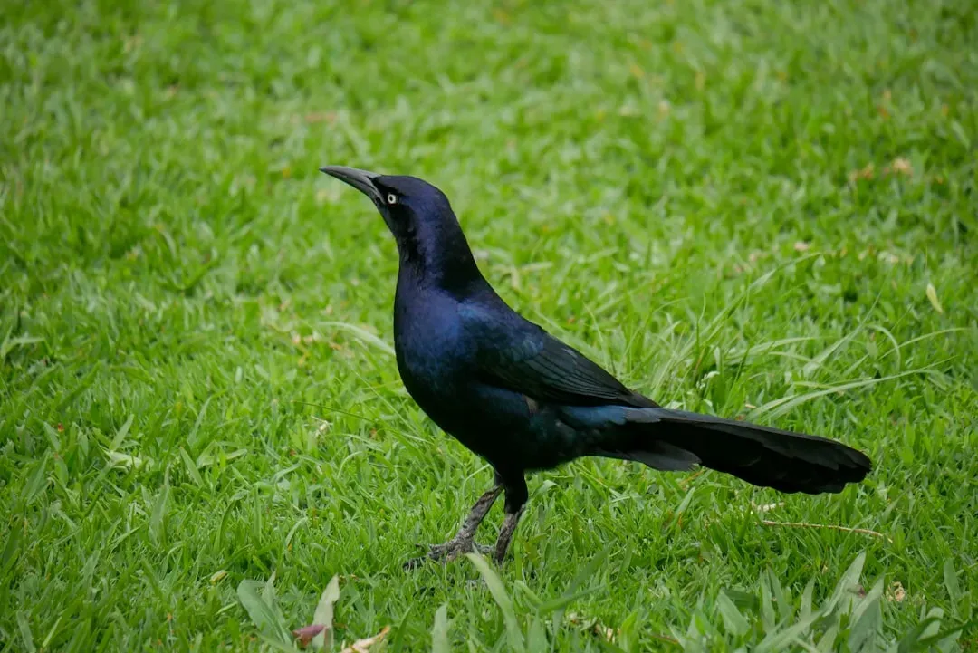 Conclusion: More Than Just “Weird Bird Behavior” (Image Credits: Unsplash)
