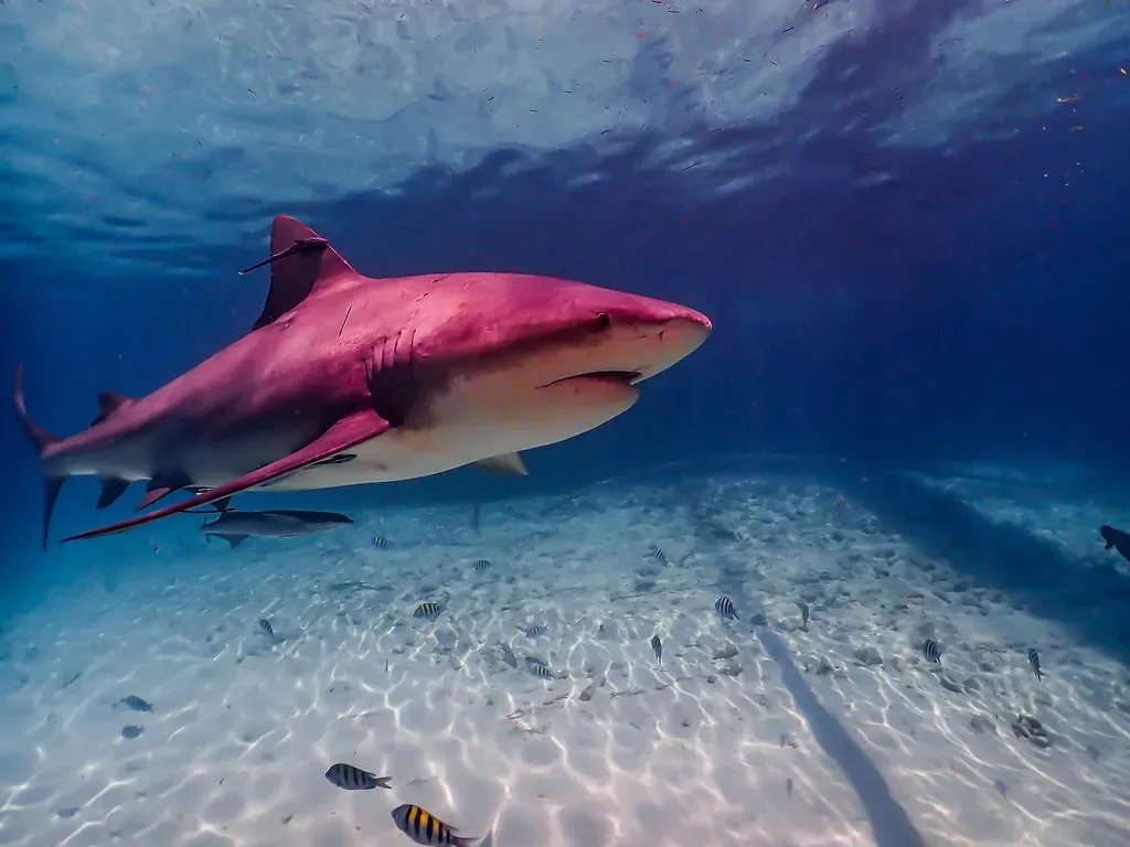 What To Do If a Bull Shark Comes Uncomfortably Close (Symbiosis, Flickr, CC BY 2.0)