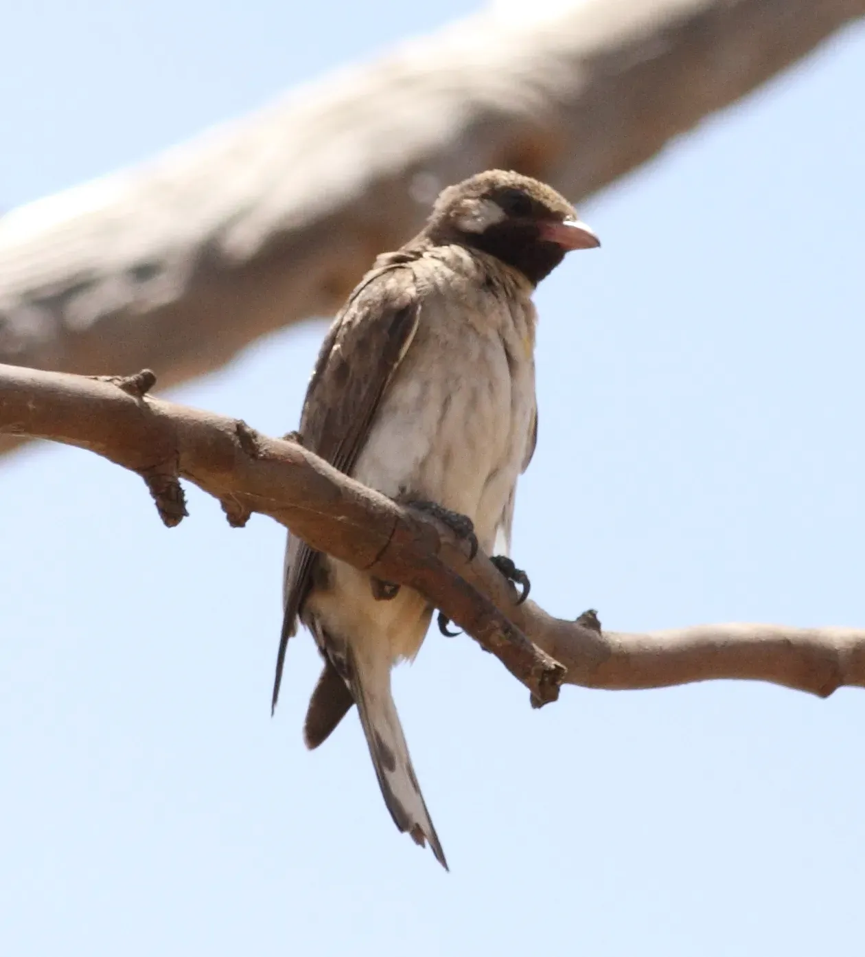 Why This Partnership Matters Beyond Just Finding Honey (By Wilferd Duckitt, CC BY 2.0)