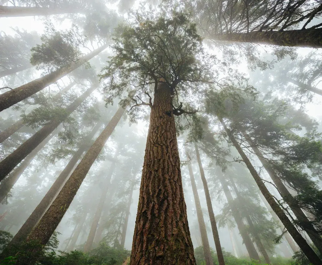 What Ancient Trees Might Tell Us About Our Future (Image Credits: Unsplash)