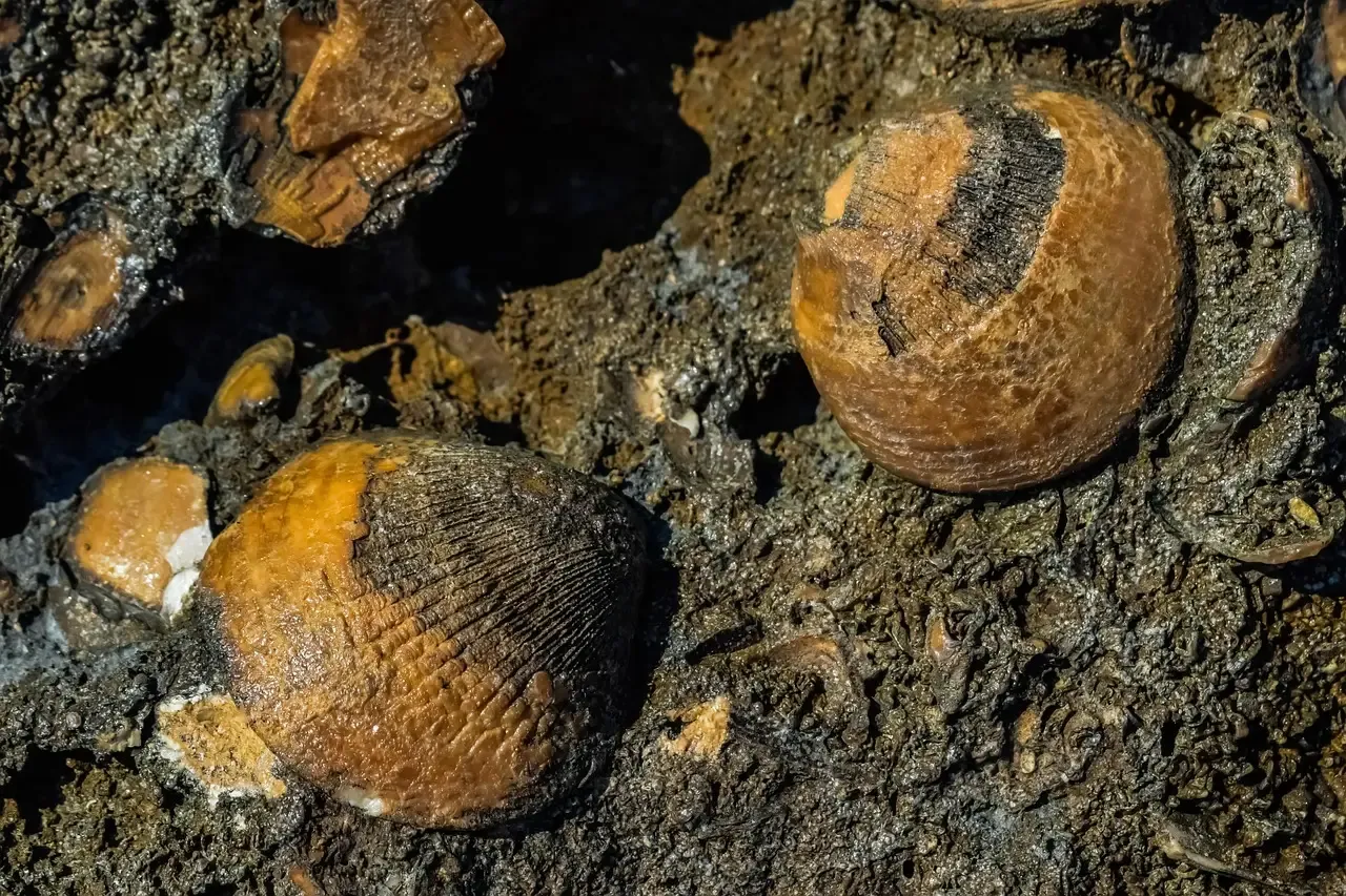 #11 - Neopilina Was Known From 500-Million-Year-Old Fossils Before a Living Mollusk Was Ever Found (Image Credits: Pixabay)