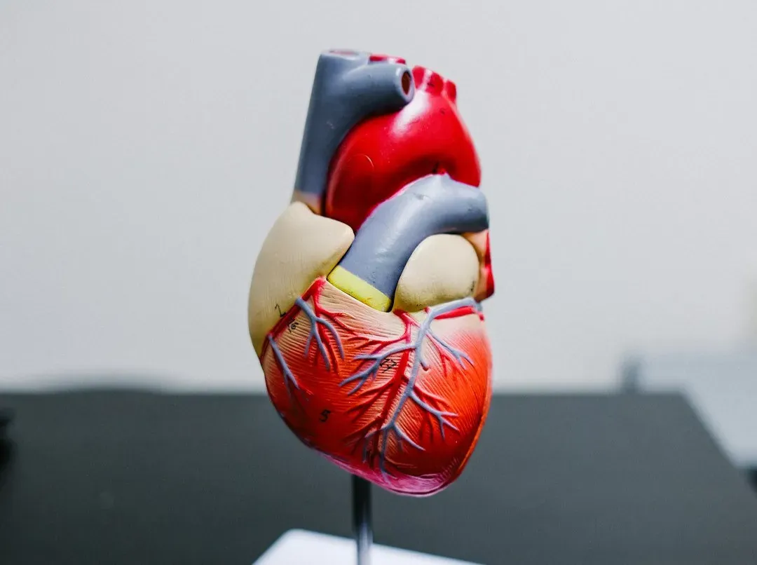 Your Heart: Relentless, Uncomplaining Engine (Image Credits: Unsplash)