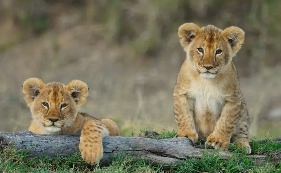 Conclusion: You Are Not Just Watching Cute Animals - You Are Borrowing Their Safety (Image Credits: Unsplash)