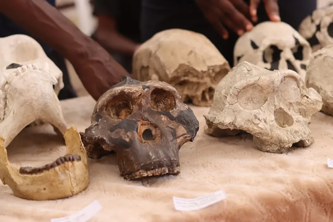 #7 The African Fossils That Put Humanity’s Roots Deeper and Wider (Image Credits: Unsplash)