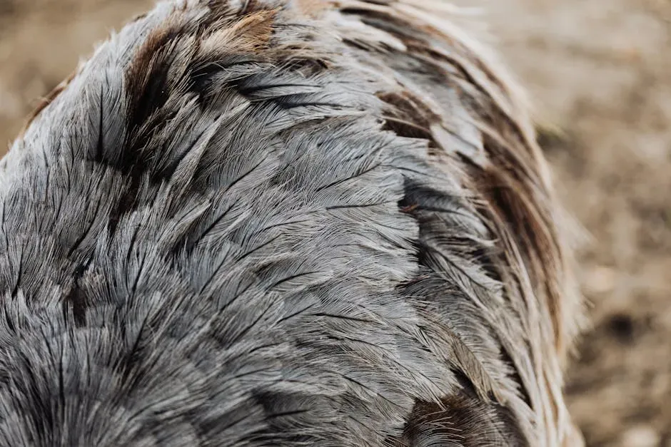 Why Bird Feathers Were Thought to Be Special (Image Credits: Pexels)