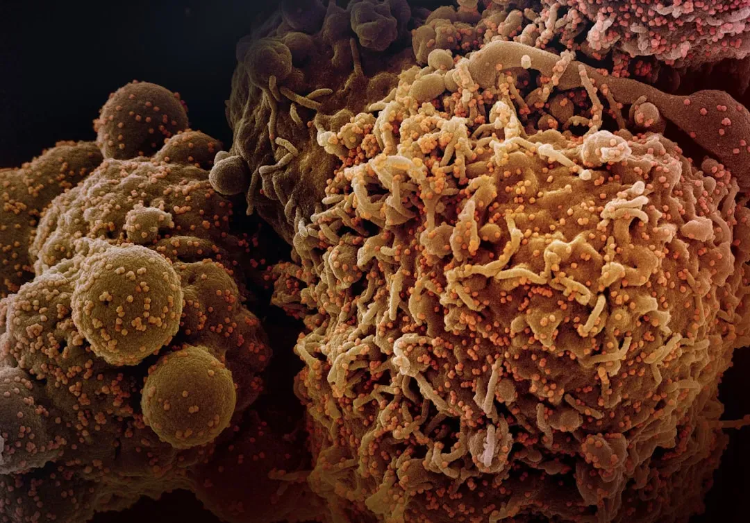 Immunotherapy: Turning the Immune System into a Cancer Hunter (Image Credits: Unsplash)