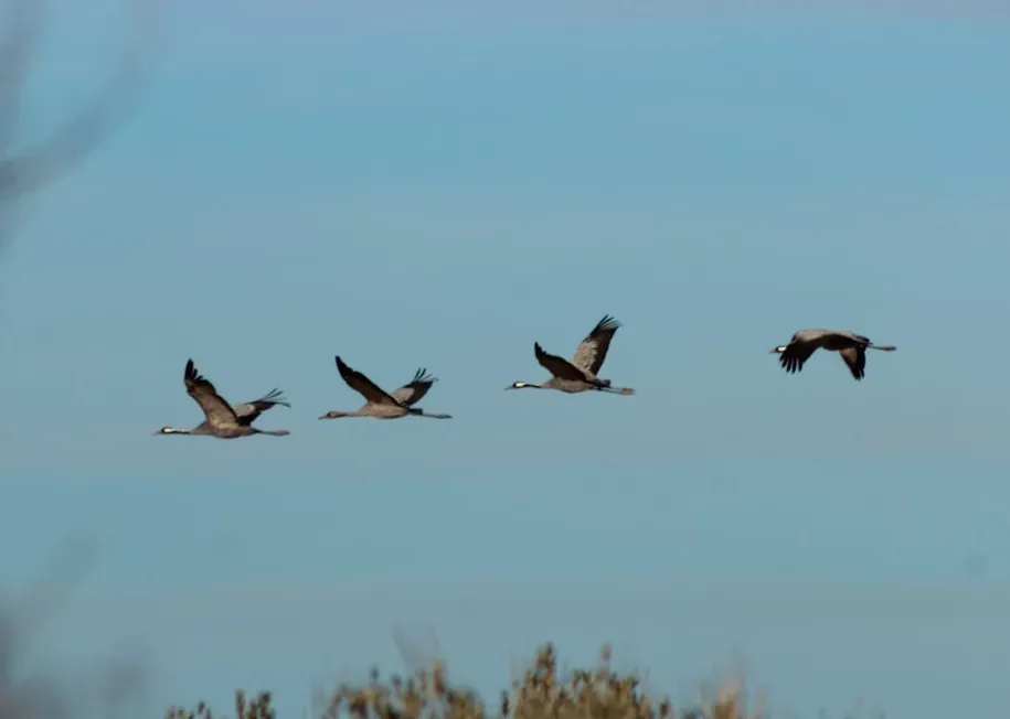 The Surprising Advantage of Raising Chicks Far to the North (Image Credits: Unsplash)