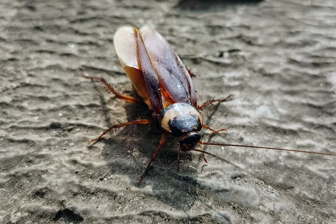 1. Cockroaches: The Classic Headless Survivors (Image Credits: Unsplash)